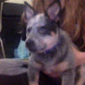 Meet your Posher, Scarlett